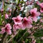 Nectarineboom 'Madame Blanchet' leivorm laag (zelfbestuivend)